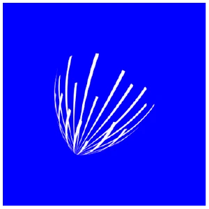 ANS